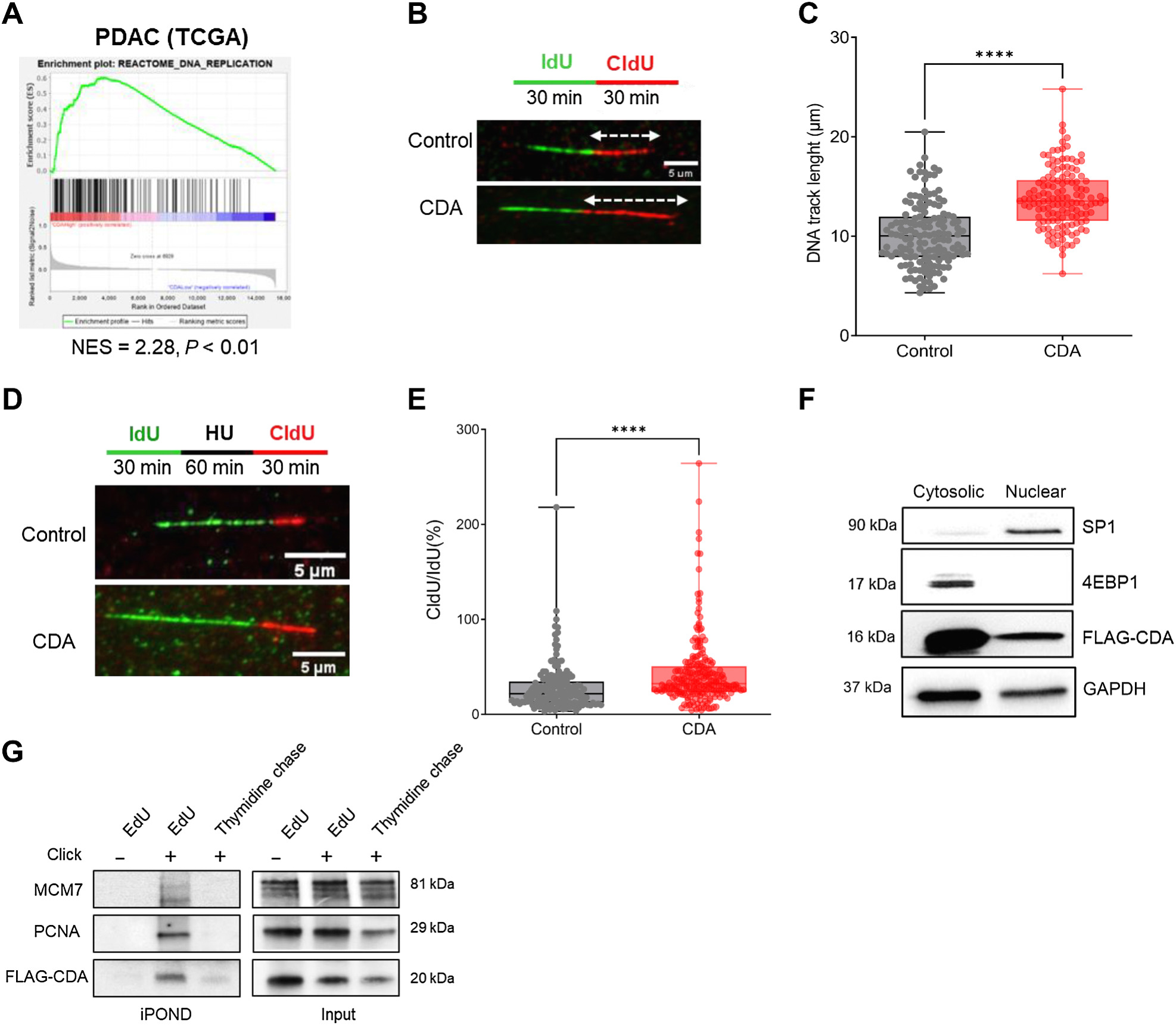 Cytidine deaminase resolves replicative stress and protects pancreatic cancer from DNA-targeting drugs