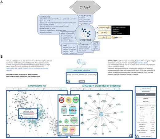 Using GARDEN-NET and ChAseR to explore human haematopoietic 3D chromatin interaction networks