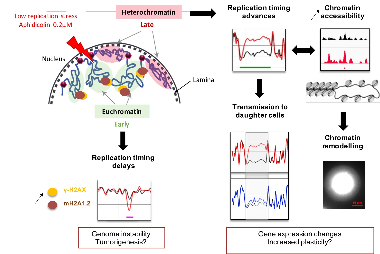 Low replicative stress triggers cell-type specific inheritable advanced replication timing