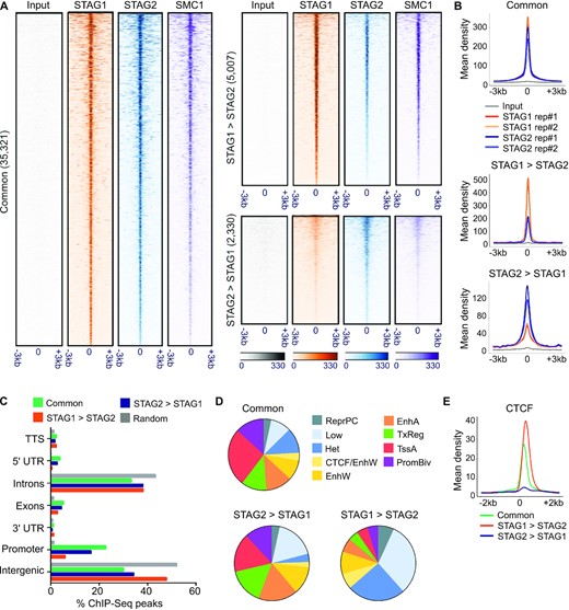 STAG2 loss-of-function affects short-range genomic contacts and modulates the basal-luminal transcriptional program of bladder cancer cells