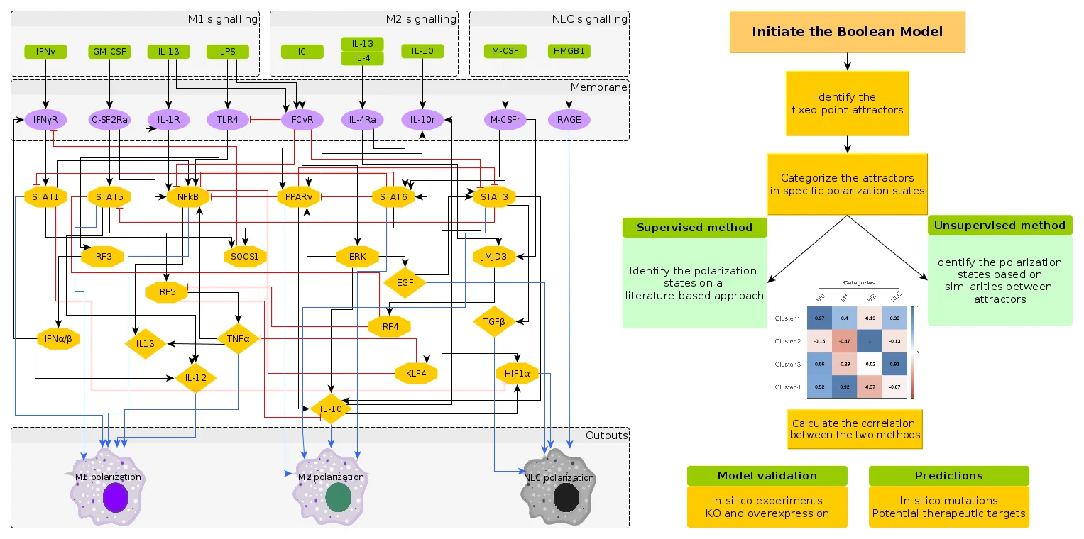 Insights on TAM formation from a Boolean model of macrophage polarization based on in vitro studies